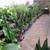 Snake Plants - Various sizes and prices 1 thumbnail