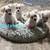 Schnoodles! 6 thumbnail