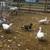 Muscovy duck 1 thumbnail