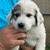 Great Pyrenees Puppies 6 thumbnail