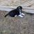 Australian shepherd 1 thumbnail