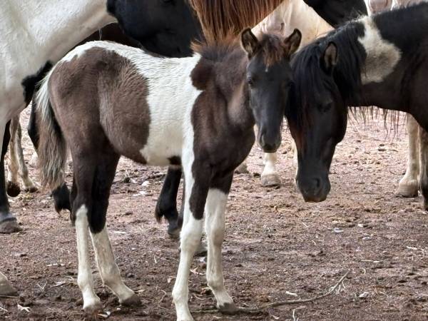 Colonial Spanish Mustang foals 1