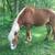 Belgian Stud Colt horse 8 thumbnail
