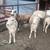 Katahdin Sheep 7 thumbnail