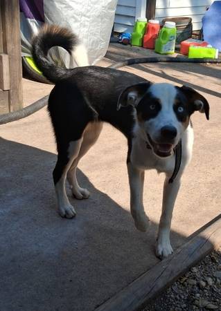6 month female Border Collie (Marshall)63862108467587121