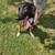 Belgian Malinois/Border Collie Mix 1 thumbnail