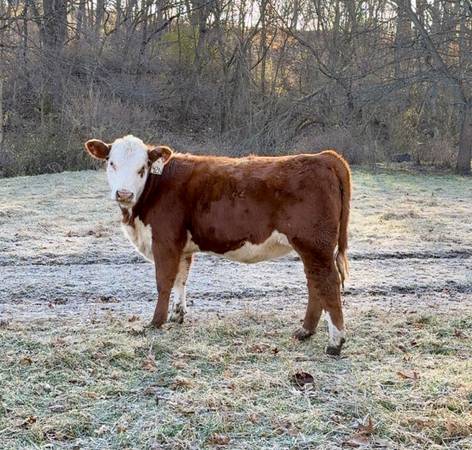 Hereford Heifers 1