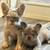 Fluffy French Bulldogs (Frenchies) 5 thumbnail