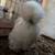 SHOW QUALITY SILKIES 3 thumbnail