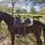 Gaited saddle horse 1 thumbnail