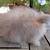 Pedigreed English Angora Bunny Rabbit Lilac Harlequin Doe 3 thumbnail