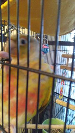 Pineapple Conure (Virginia Beach)63882831299329120