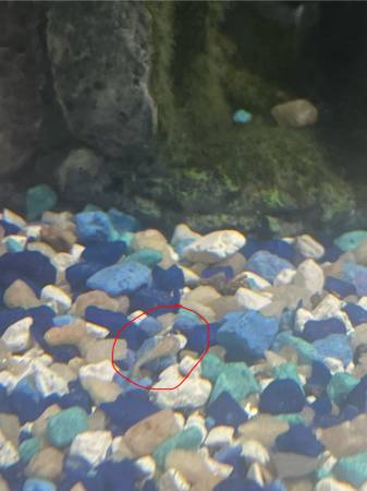 Albino Bristlenose pleco babies63469793678979122