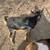 Nigerian dwarf goats 3 thumbnail