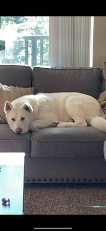 White make AKITA (Bellingham)63613583258115120