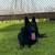 GERMAN SHEPHERD 2 thumbnail