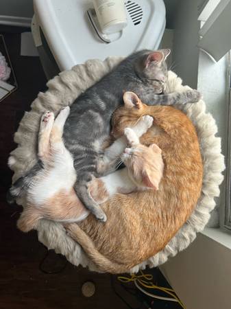 Kitten Needs Home (Los Angeles)63829967293569123