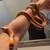 Hybrid hypo Honduran milksnake sub adult male 3 thumbnail