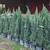 Blue point junipers pine trees 4 thumbnail