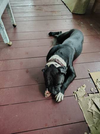 Perro macho encontrado (Jacksonville)63682051617537121