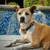 EXPERIENCED DOG HANDLERS, PAID OPPORTUNITY TO DOG FOSTER! SAVE A LIFE! 1 thumbnail