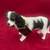 Cavilier King Charles Spaniel Black/White by Conversation Concepts 1 thumbnail