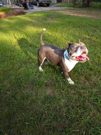 Male American Bully63314287483905120