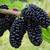 BLACK  DWARF Mulberry trees in pots . 1 thumbnail