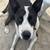 Short Term Foster Needed for Border collie/lab mix 2 thumbnail
