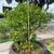 kumquat Tree For Sale - Can Ban Cay Tac Tron Goc To 1 thumbnail