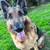 Purebred German Shepard 1 thumbnail