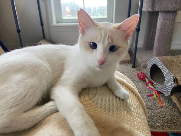 Flamepoint Cat Rehoming 1