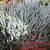 * blue chalk stick * curio repens senecio * ice plants *& more plants* 12 thumbnail