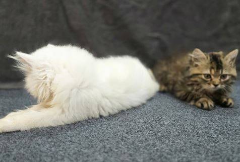 Beautiful Persian kittens (702-885-zero582)63891700466818120