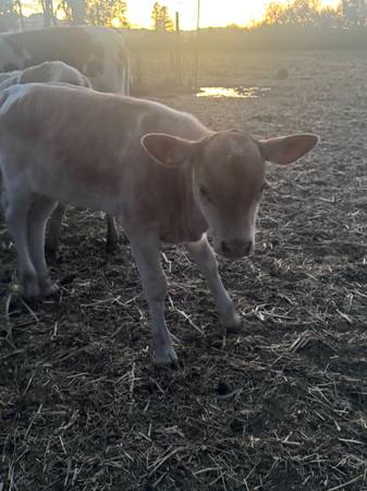Sundog mini ternera Patsy - $1.500 (condado de Mendocino)63471418225027124