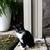 Super adorable Black tuxedo kitten 3 thumbnail