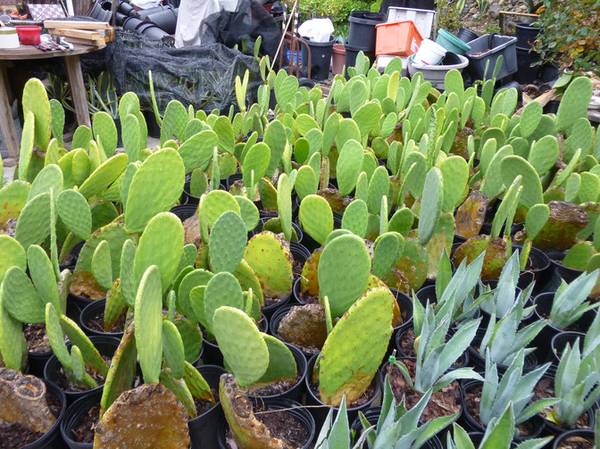 CACTUS SUCCULENT PRICKLY PEAR Fruit bearing 3 Gallon 1