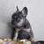 Bulldog Frances hembras 5 thumbnail