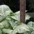 VINTAGE Butterfly Arrowhead Vine HOUSEPLANT Syngonium Podophyllum 3 thumbnail