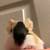 Guinea pigs 5 thumbnail
