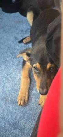 ShepherdXRottweiler puppies (Washington)63882392047363120