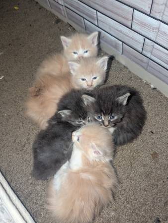 Gata mamá y gatitos gratis (Tigard)63842371225859123
