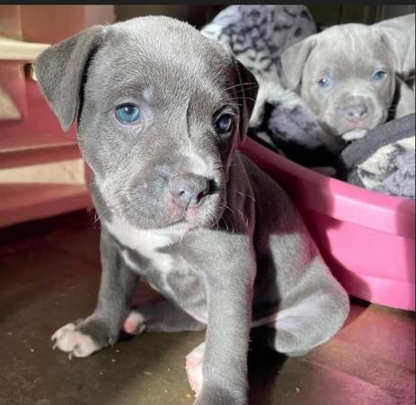 Friendly Pitbull Puppy Available 1