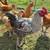 rehoming cockerels, barnyard mix 4 thumbnail