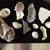 Beautiful 210 Piece Sea Shell and Coral Collection 10 thumbnail