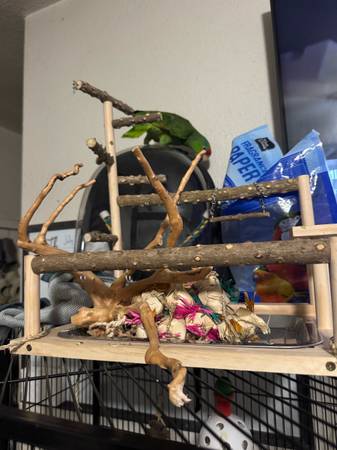 Rehoming Red Crown Amazon Parrot (Los Angeles)63829967246723123