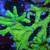 reef coral SPS, LPS, Zoas 11 thumbnail