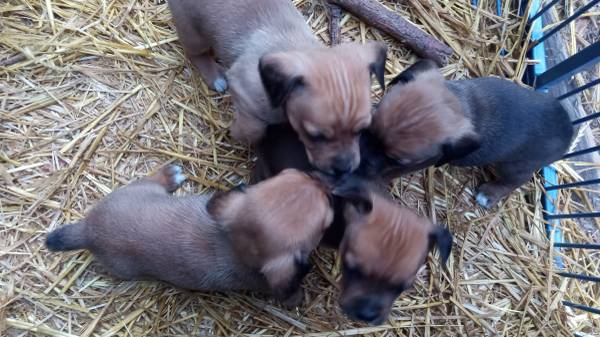 Small breed puppies 1