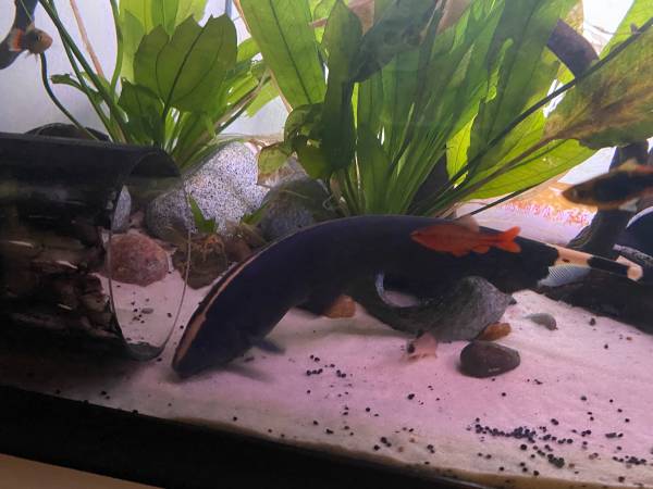 Ghost knife fish named Casper63882832050435120