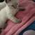 Male Lilac Point Siamese 1 thumbnail